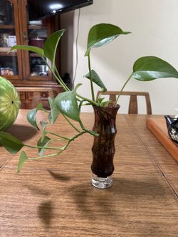 Indoor Plant 🪴 In Glass Vase