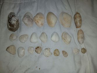 Sea Shells