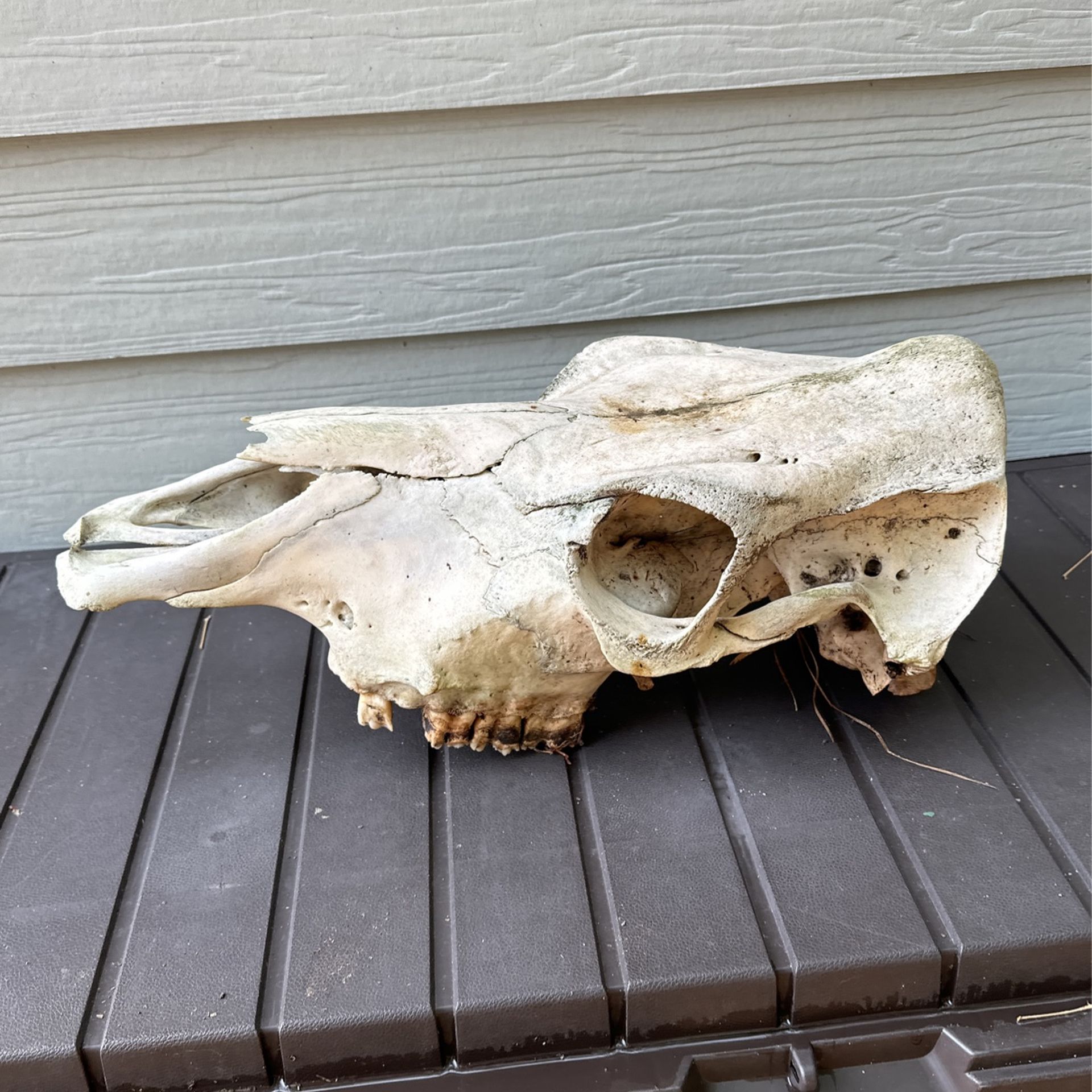 Real Cow Skull