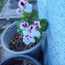 Geranium/Malva
