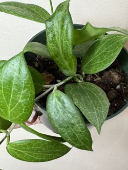 Hoya Fitchii Multiple Growth points Live Plant