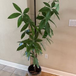 Money Plant (5ft Ish)