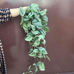 6” scindapsus exotica