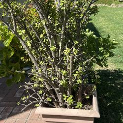 2 Free Elephant Bush Jade Plants Free