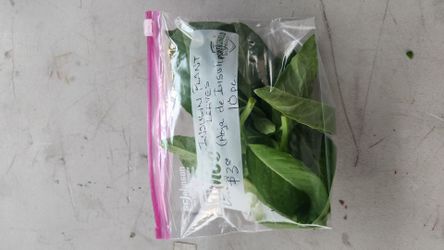 Insulin Plant Leaves