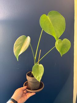 Healthy Monstera Plant in Pot with Saucer