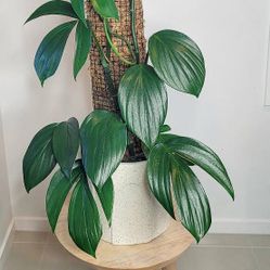 Rare  lush Trailing Aroid  Monstera Dragon Tail plant/  Indoor plant/ house plant patio garden