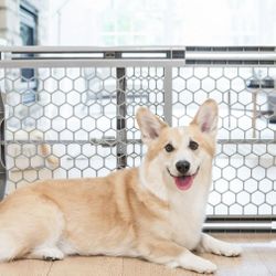 Expandable Pet Gate, Gray