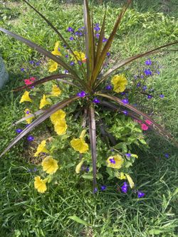 Beautiful Annual Mix Planter