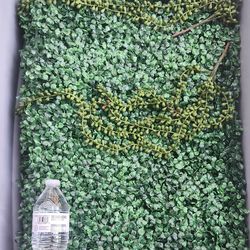 grass wall panel (I have 12 units)