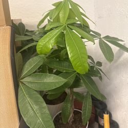 2 Mid Size Money Tree