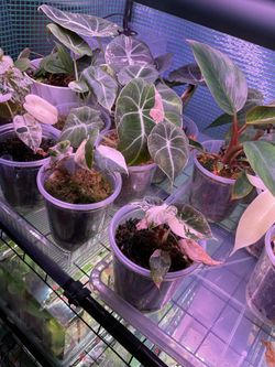 Alocasia pink black velvet