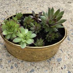 Succulents In Brass Planter