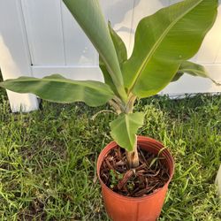 Dwarf Banana Tree Plant In A Pot