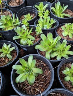 Houseleek Succulent