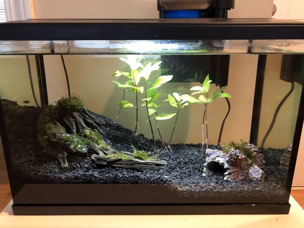 gallon freshwater offerup