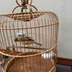 Canary  birds  cages