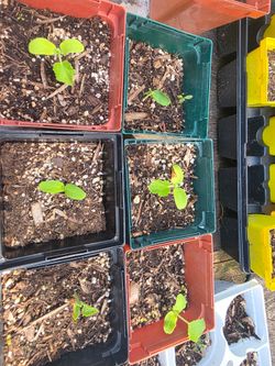 Cantaloupe plants