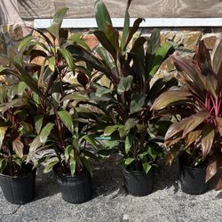 HAWAIIAN TI PLANTS IN POTS FOR SALE 