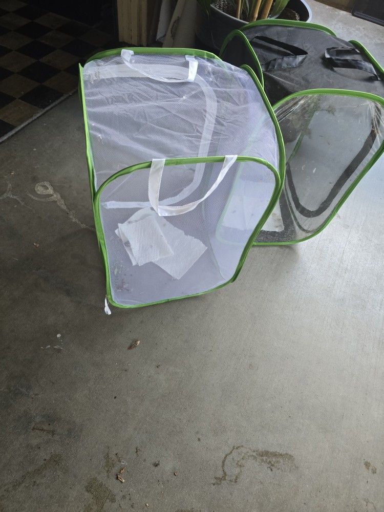 Butterfly Cages And Milkweed 15 For 2 Cages And $8 For Milkweed Plant Each