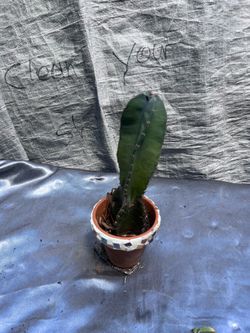 Cactus plant