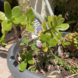 Jade Plant Succulant  