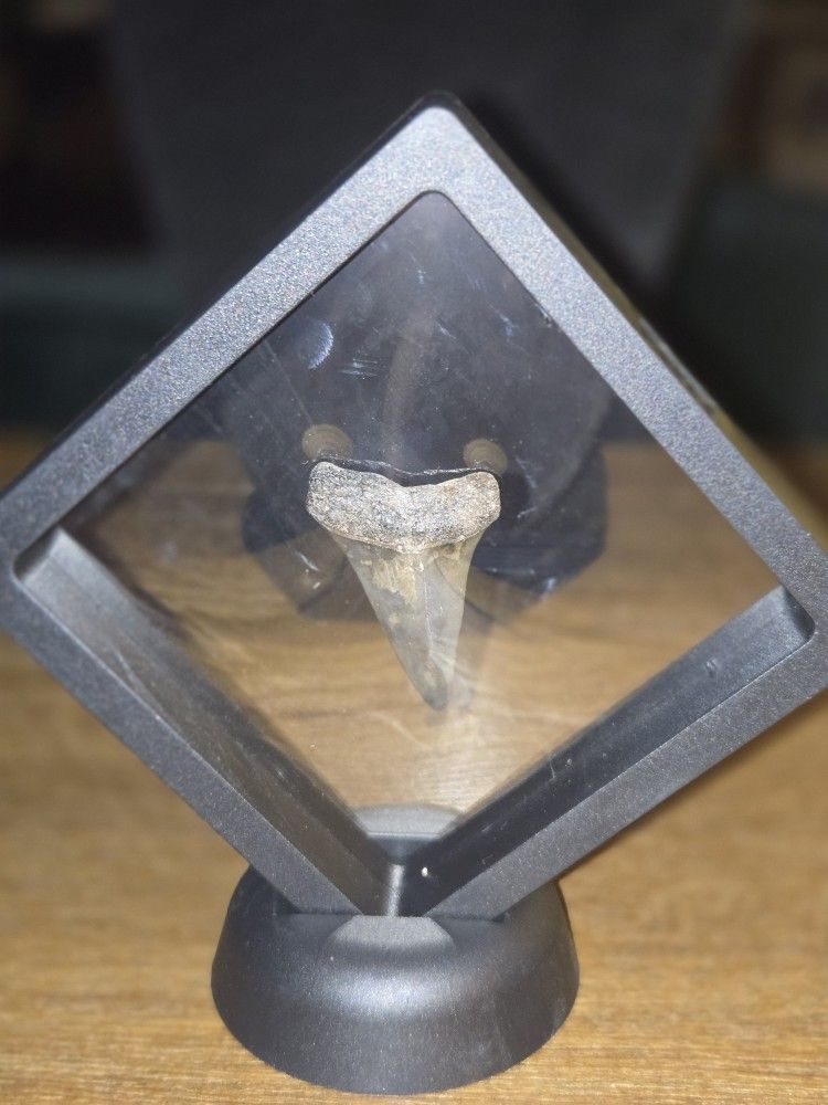 Black Shark Tooth In Showcase