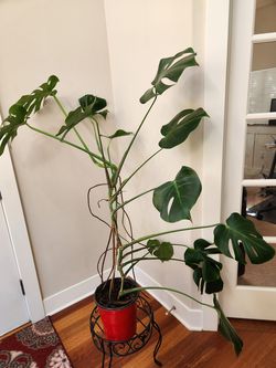 Huge Swiss Cheese plant, easy care indoor plant