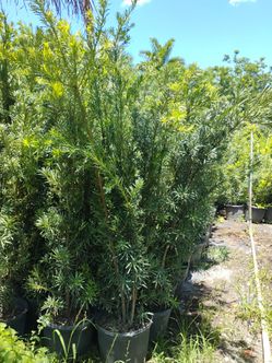 Sale! Podocarpus overgrown 7gl 6ft🌱$26