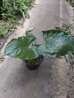 Elephant Ear Plant