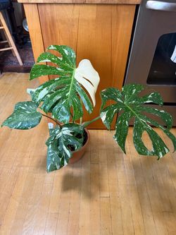 Beautiful Monstera Deliciosa Thai Constellation