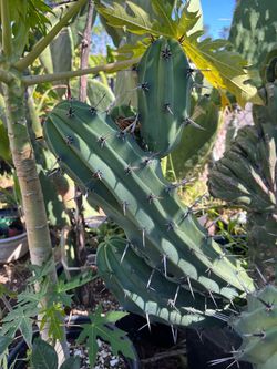 Cactus cuttings (myrtillocactus geomtrizans)