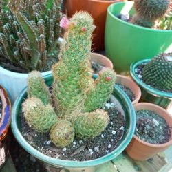 Cactus 