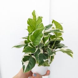 Pothos N'Joy Plant 4" Pot - Indoor House Plants