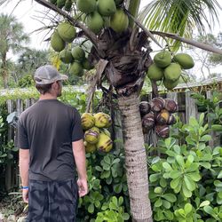 Dwarf Coconut Trees ( Free Delivery )