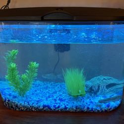 10 Gallon Fish Tank w/ Live Fish 