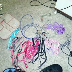  Harness And Leash Lot 