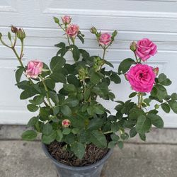 Rosal De Arbusto Con Flores, En Maceta De 5 Gallones Pick Up Only