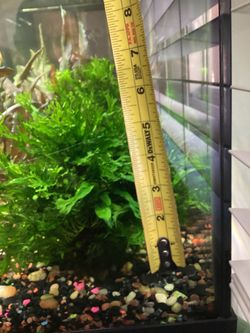FISH TANK LIVE PLANT