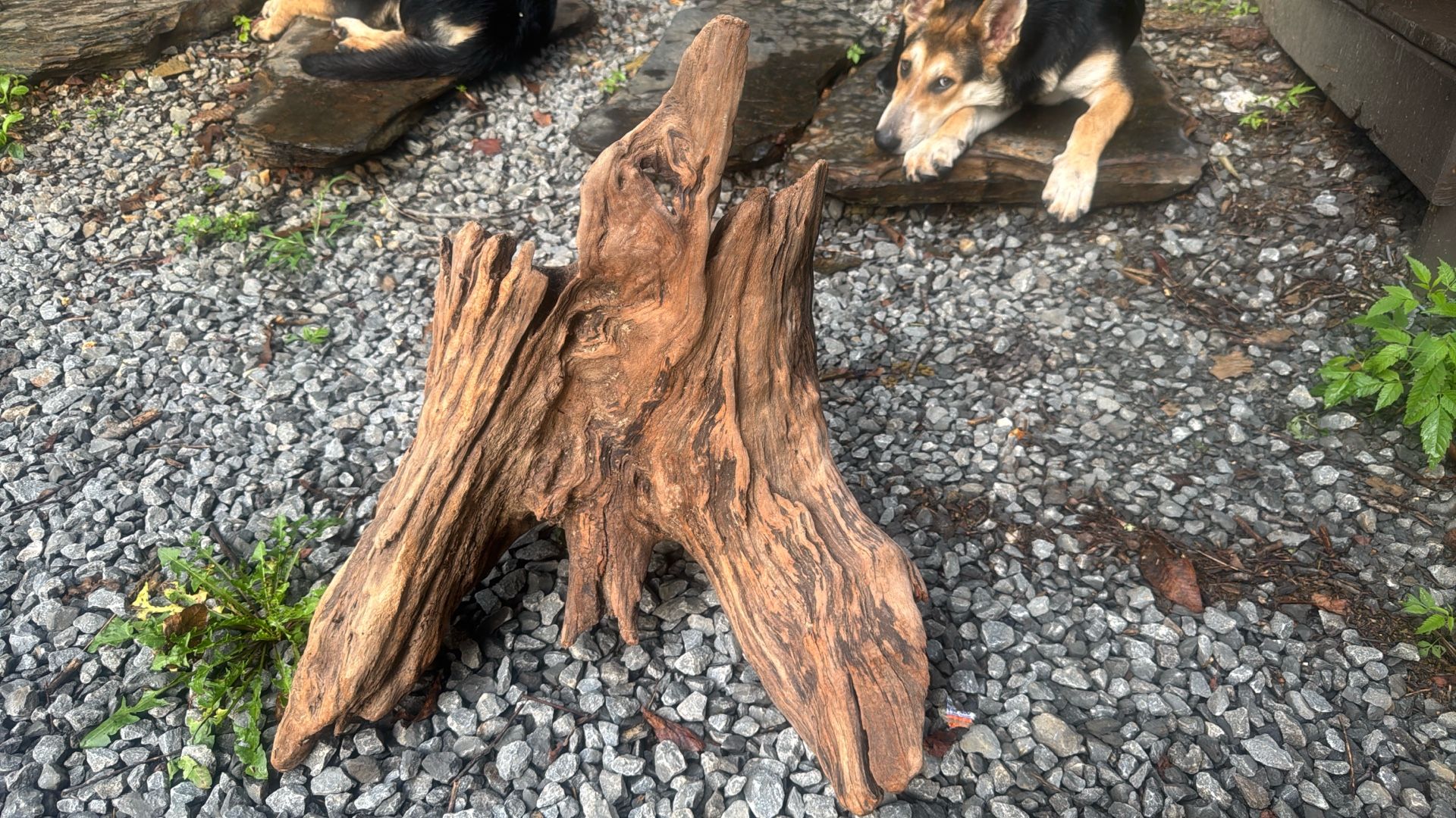 Driftwood aquarium terrarium