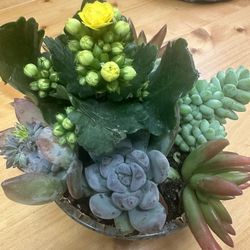 Succulent Arrangement In Antique Fostoria Bowl