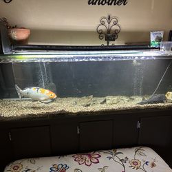Big FISH Tank