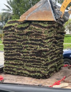 Saint Augustine Pallets Of Grass (Good Quality)