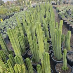 San Pedro Cactus 