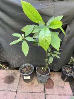 Plantas De Aguacates