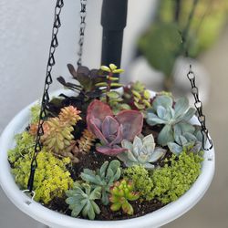 Succulent Hanging Baskets 