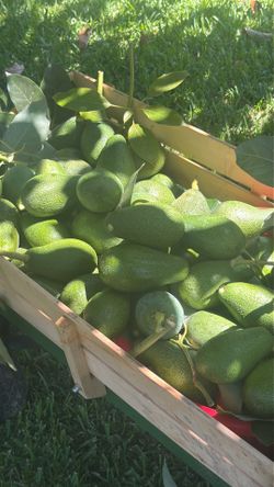 $2  AVOCADOS