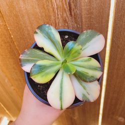 Echeveria Primadonna