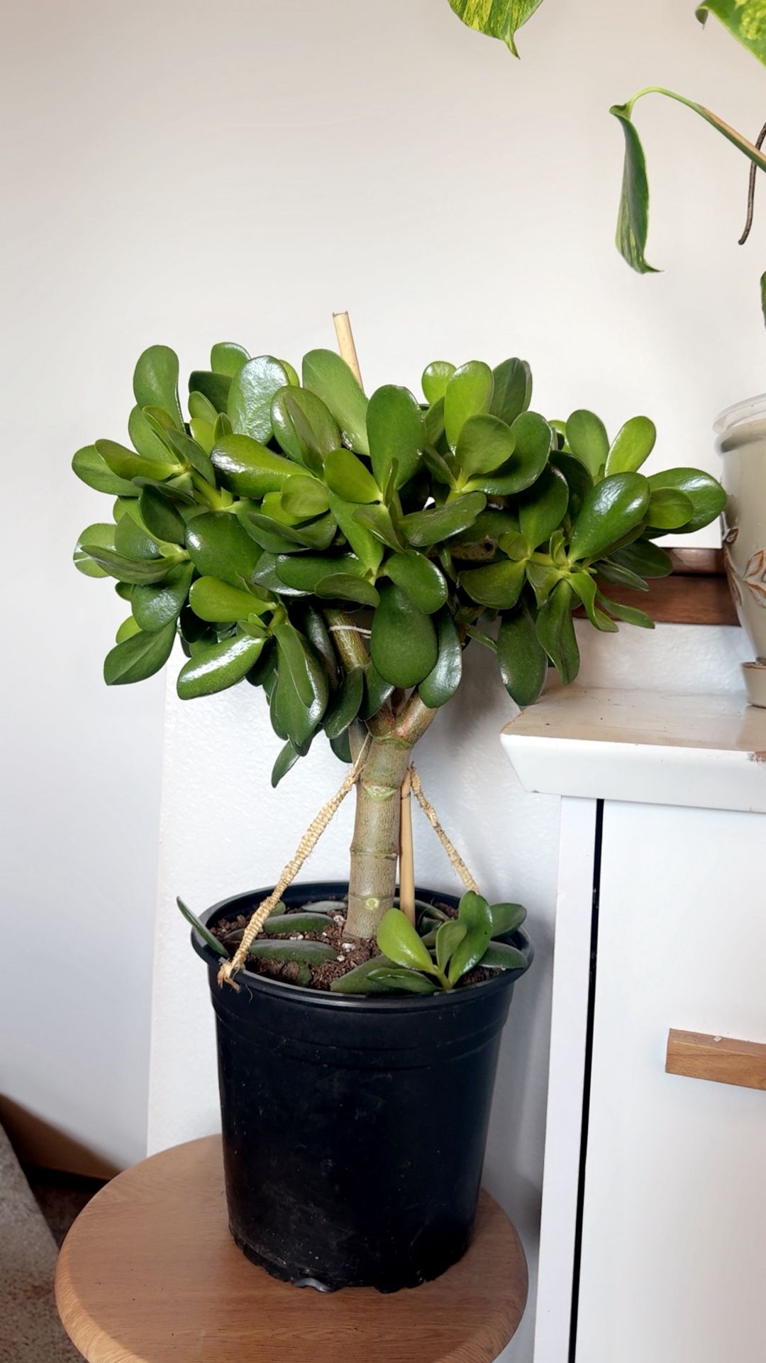 Jade Plant