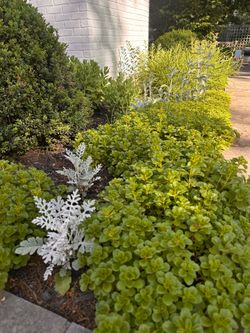 Assorted Garden Plants